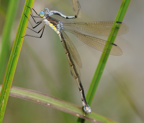 Female
2009_06_21_MO